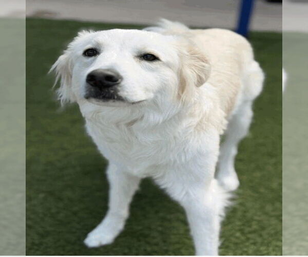 Medium Photo #2 Mutt Puppy For Sale in Canton, CT, USA