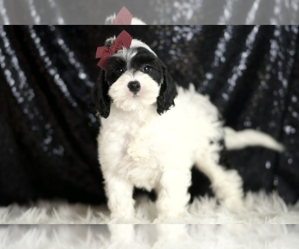Medium Photo #4 Cavapoo (Miniature) Puppy For Sale in WARSAW, IN, USA