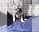 Puppy 4 French Bulldog