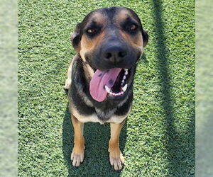 German Shepherd Dog-Unknown Mix Dogs for adoption in Lathrop, CA, USA