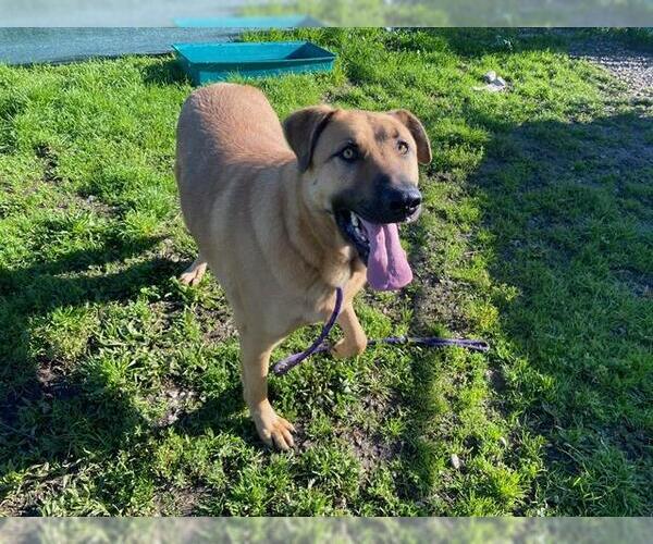 Medium Photo #1 German Shepherd Dog-Unknown Mix Puppy For Sale in Santa Cruz, CA, USA
