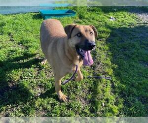 German Shepherd Dog-Unknown Mix Dogs for adoption in Santa Cruz, CA, USA