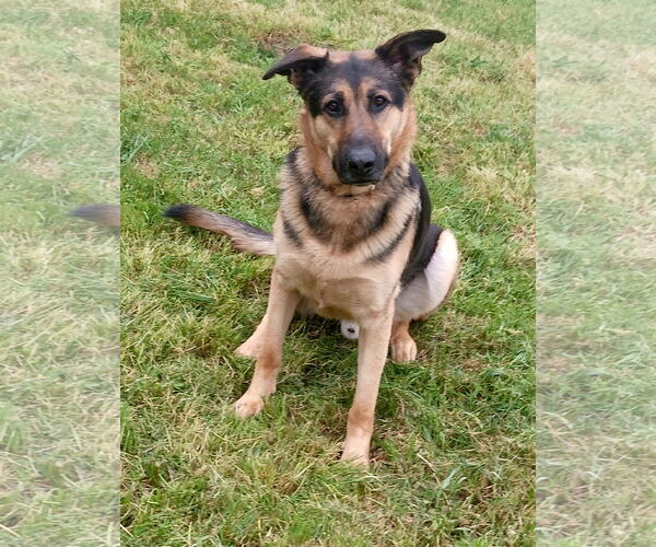 Medium Photo #9 German Shepherd Dog Puppy For Sale in Albany, OR, USA