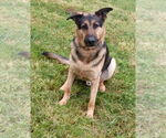 Small #8 German Shepherd Dog