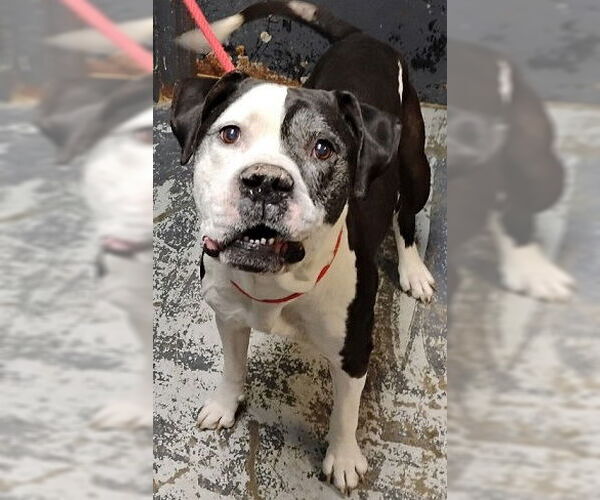 Medium Photo #1 American Staffordshire Terrier-Unknown Mix Puppy For Sale in Minneapolis, MN, USA