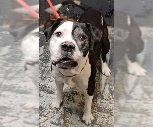 American Staffordshire Terrier-Unknown Mix Dogs for adoption in Minneapolis, MN, USA