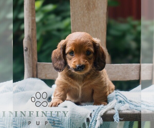 Medium Photo #1 Dachshund Puppy For Sale in EAST EARL, PA, USA