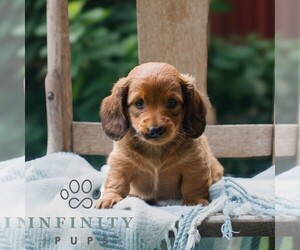 Dachshund Puppy for sale in EAST EARL, PA, USA