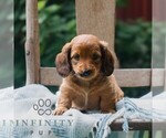 Small Dachshund