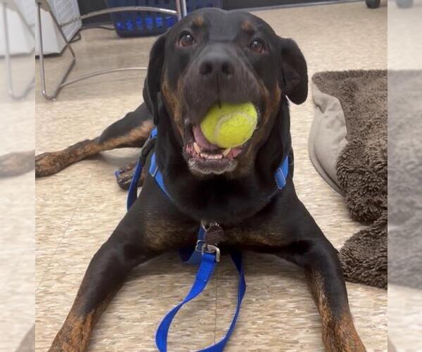Medium Photo #2 Rottweiler-Unknown Mix Puppy For Sale in Boston, MA, USA