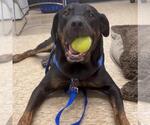 Small #1 Rottweiler Mix
