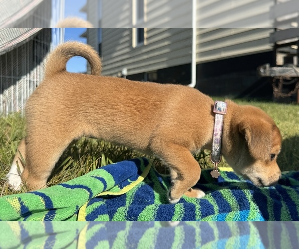 Medium Photo #14 Beagle-Shiba Inu Mix Puppy For Sale in TWO RIVERS, WI, USA