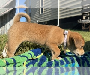 Medium Beagle-Shiba Inu Mix