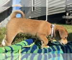 Puppy 4 Beagle-Shiba Inu Mix