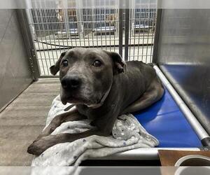 American Pit Bull Terrier Dogs for adoption in Camarillo, CA, USA
