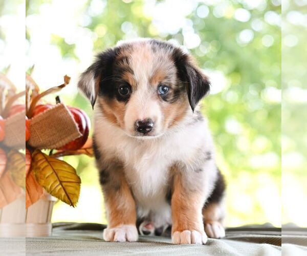 Medium Photo #5 Miniature Australian Shepherd Puppy For Sale in REBERSBURG, PA, USA