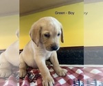 Small Photo #6 Labrador Retriever Puppy For Sale in RANTOUL, IL, USA