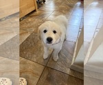 Puppy Diva Great Pyrenees