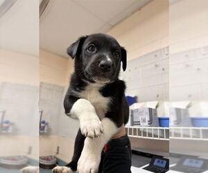 Mutt Dogs for adoption in Oklahoma City, OK, USA