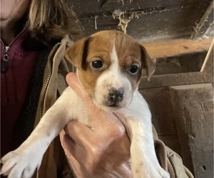 Jack Russell Terrier Puppy for Sale in MIDDLEBORO, Massachusetts USA