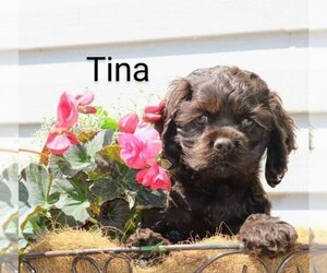 Cocker Spaniel Puppy for sale in LOYAL, WI, USA
