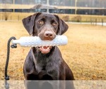 Small #4 Labrador Retriever