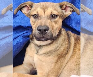 German Shepherd Dog-Retriever  Mix Dogs for adoption in Cuba, NY, USA