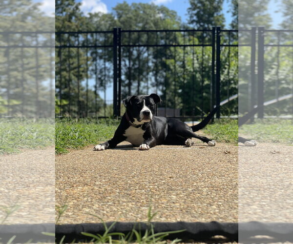 Medium Photo #4 Border Collie-Unknown Mix Puppy For Sale in Spotsylvania, VA, USA