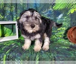 Small Photo #13 Goldendoodle (Miniature) Puppy For Sale in BLACK FOREST, CO, USA
