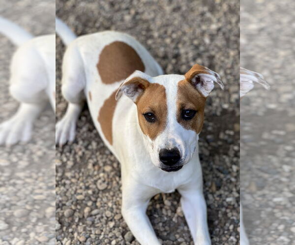 Medium Photo #3 Mutt Puppy For Sale in Manchester, MO, USA