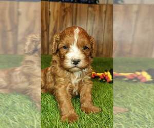 Cavapoo Puppy for sale in HALF WAY, MO, USA