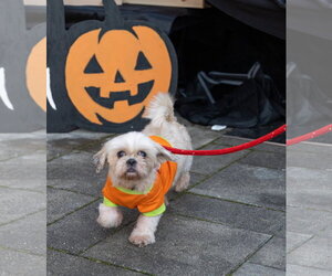 Eva - Female Shih Tzu-Unknown Mix Dog for Adoption - Photo #2