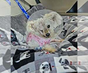 Dolly - Female Maltese-Unknown Mix Dog for Adoption - Photo #3