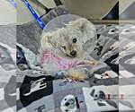 Small Photo #3 Maltese-Unknown Mix Puppy For Sale in Plantation, FL, USA