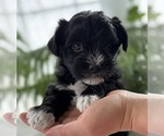 Small #1 Morkie
