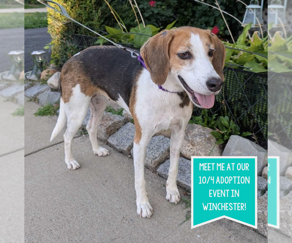 Medium Photo #21 Treeing Walker Coonhound-Unknown Mix Puppy For Sale in Boston, MA, USA