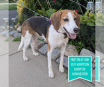 Small #20 Treeing Walker Coonhound Mix