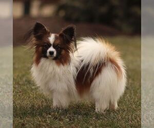 Father of the Papillon puppies born on 01/17/2026