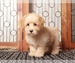 Small #2 Bichpoo