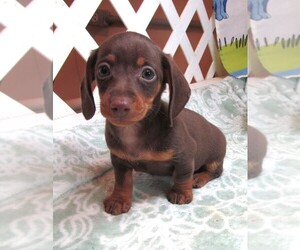 Dachshund Puppy for sale in RATTAN, OK, USA