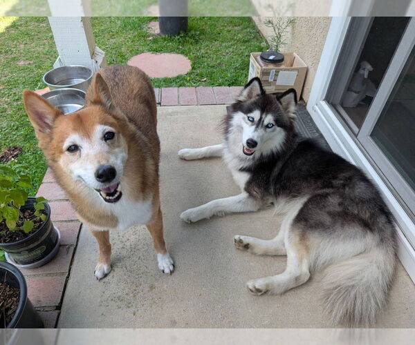 Medium Photo #2 Siberian Husky Puppy For Sale in Dana Point, CA, USA