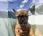 Small Photo #12 French Bulldog Puppy For Sale in FRASER, MI, USA