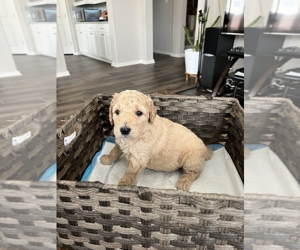 Medium Photo #1 Goldendoodle Puppy For Sale in KATY, TX, USA