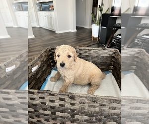 Goldendoodle Puppy for sale in KATY, TX, USA