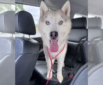 Small #2 Siberian Husky