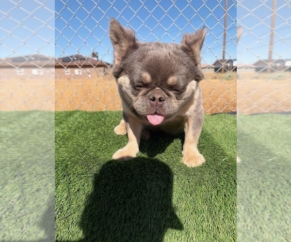 Medium Photo #20 French Bulldog Puppy For Sale in SAN FRANCISCO, CA, USA