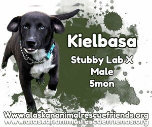 Labrador Retriever-Pembroke Welsh Corgi Mix Dogs for adoption in Anchorage, AK, USA