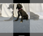 Small Photo #9 Great Dane Puppy For Sale in FONTANA, CA, USA