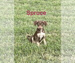 Spruce - Female Mutt Dog for Adoption - Small photo