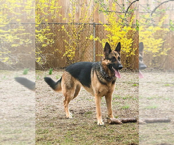 Medium Photo #3 German Shepherd Dog Puppy For Sale in Millburn, NJ, USA
